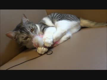 猫がおもちゃであばばばば
