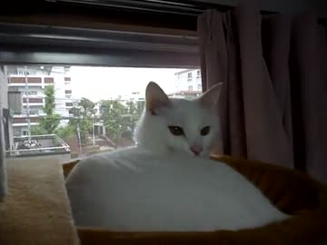 びったんはやさしい白猫