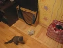 おもちゃの犬に子猫がキック一発