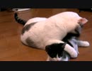 くるねこ大和　20120625　猫間商事（白）とチビッ胡愚連隊