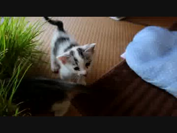 【生後】なんだ、ただの成長日記か【１か月】