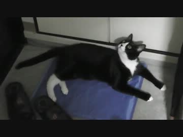 怒りまくる猫【後編】