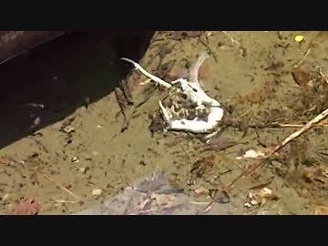 凶暴なおたまじゃくし