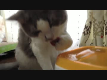 うちの毛玉がキャットファウンテン初体験