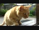 (ΦωΦ) 野良猫さん