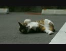 転がりまくる野良猫