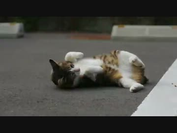 転がりまくる野良猫