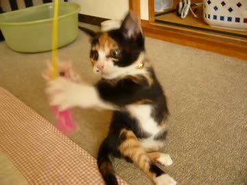 エンジンルームに突然居た子