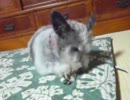 歯磨きガムを食べる犬