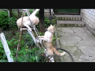 猫の喧嘩。さて、何回パンチをしたでしょう？