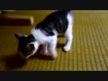 【生後】なんだ、ただのビリーズブートにゃんこか【１か月】