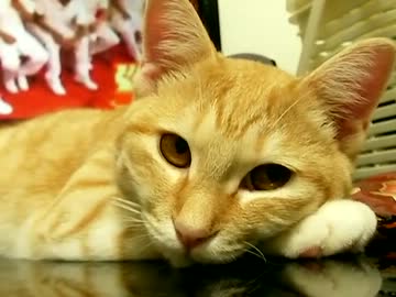のんびり猫。 #18