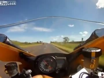 バイクで250km/h走行中にフロントから謎の生物が出現！