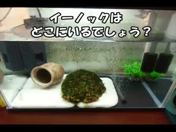 ◆ウーパールーパー飼ってみた◆キュンってしてますか？