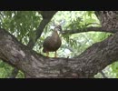 木の上のカルガモ