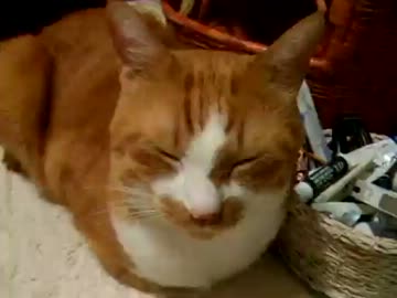 くしゃみをすると文句を言うネコ