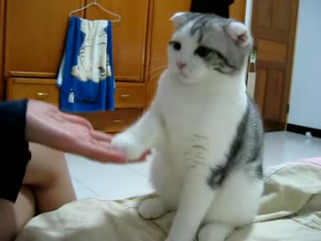 お手をする猫