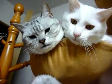 白猫、キャットタワー上の悪行の数々