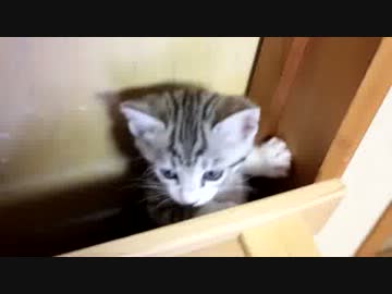 【生後】なんだ、ただのパックンフラワーか【１か月】