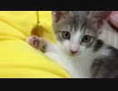 【猫】クッションはお好きですか？【そら】