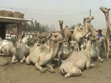 たりぶら -中東/エジプト編⑦-３-