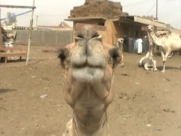 たりぶら -中東/エジプト編⑦-４-