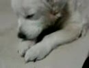 うちの老犬　その２
