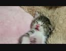 寝ながらバンザーイする子猫