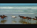 Wildlife.wmv