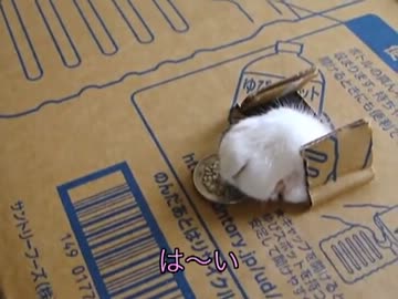 リアル『猫貯金箱』