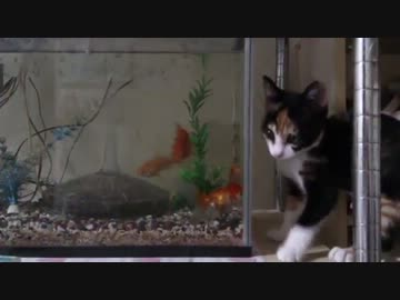 植木とカニと金魚