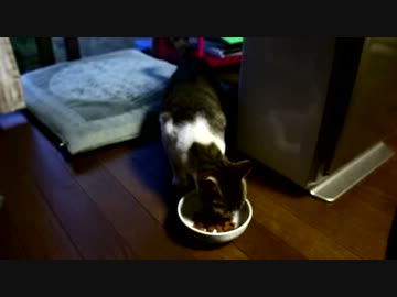 【いつもの】さてさて、どうしようかの【野良猫】