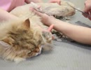 くりりんサマーカット2012　５　細かい部分を整えていきます