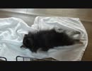 あんこのお風呂でびゅー