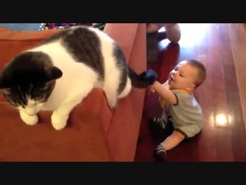 猫のしっぽを追いかける赤ちゃん