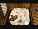 愛犬のイジケ姿が可愛い件について