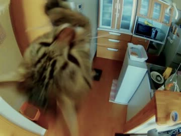 けしからん猫の三角とびはかわかっこいい。