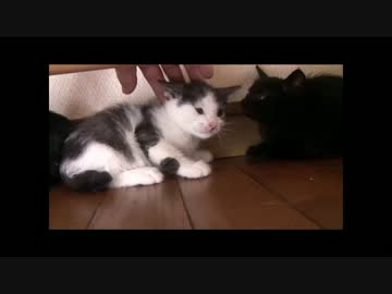 ちゃとらとはちわれ2012年保育園開始