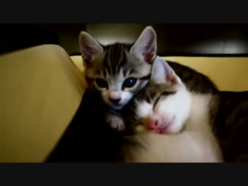 【生後】なんだ、ただの使い魔たちか【１か月】