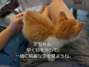 ツンギレのうちの猫に秘密で捨て猫を拾った話