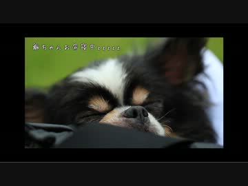 爺ちゃんに世界を見せる旅にでる-その4 京都三千院編-