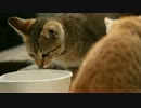 子猫のおやつタイム