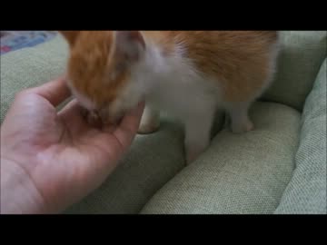 ツンギレのうちの家にきた子猫が懐いてくれました