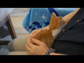 ツンギレのうちの猫の家にきた保護猫が膝にのってきた