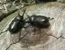成人手前の男2人でカブトムシ捕まえにいった【グダあお3】
