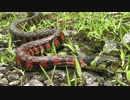 東京の里山で生き物探し【やどけん！】