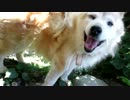 愛犬たちのモフモフな毛をかき集めるだけ。