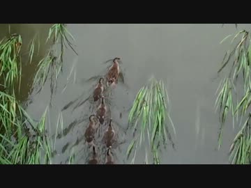 かものおやこ（高画質版）