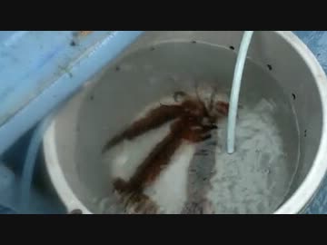 まれに良くある釣行記　友人（野生）と一緒　もちょお　