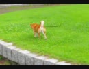 【柴犬センちゃん】柴犬がひたすらグルグル回るだけの動画
